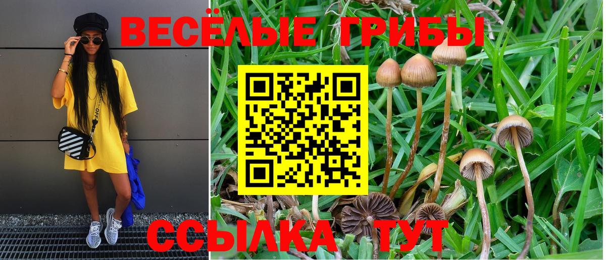 Галлюциногенные грибы Cubensis Краснознаменск